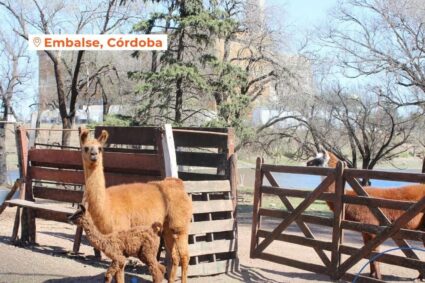 Nació una llama en la reserva faunística Causachi y refuerza el compromiso ambiental de Nucleoeléctrica