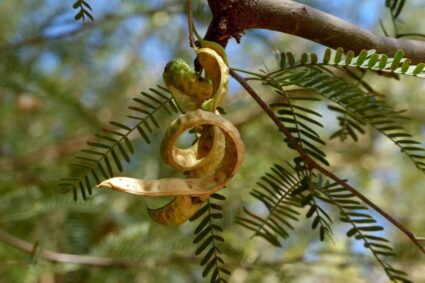 Se abrieron las inscripciones para “Sed de Algarroba”, el concurso que impulsa la innovación en bebidas artesanales del Valle de Calamuchita