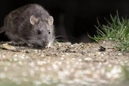 Alerta epidemiológica: ya son 102 los casos de hantavirus confirmados en el país durante esta temporada