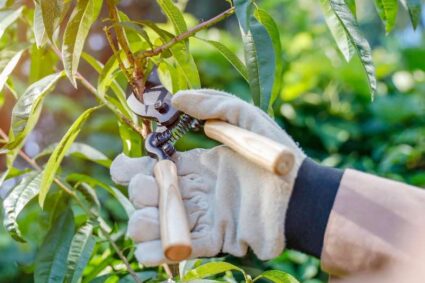 Cuidado del entorno: lanzan el curso de poda 2026 para obtener el carnet habilitante en Río Tercero