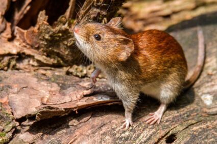 Alerta sanitaria: la región Centro concentra más de la mitad de los casos de hantavirus en el país