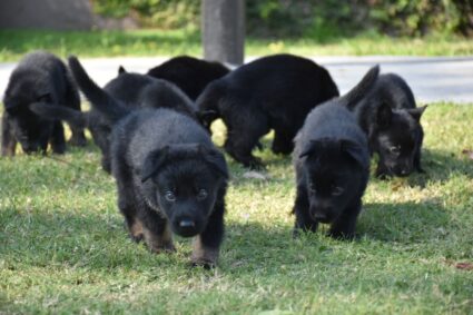 Nuevos integrantes para la seguridad: nacieron ocho cachorros en la División K-9 de la FPA