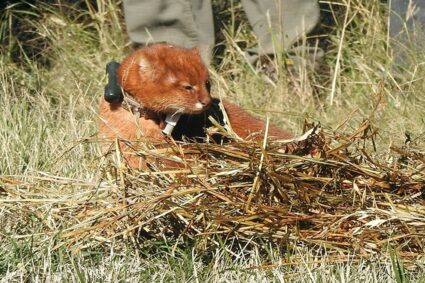 Hito científico y ambiental en Córdoba: liberan un yaguarundí con un collar de rastreo satelital