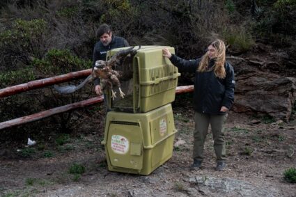 Departamento Pocho: la Policía Ambiental concretó la liberación de 53 animales silvestres recuperados